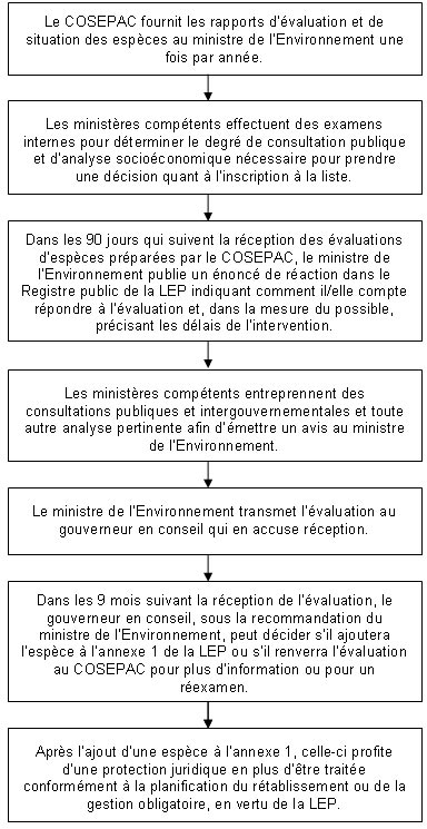 Le COSEPAC fournit les rapports d’évaluation et de situation des espèces au ministre de l’Environnement une fois par année. Les ministères compétents effectuent des examens internes pour déterminer le degré de consultation publique et d’analyse socioéconomique nécessaire pour prendre une décision quant à l’inscription à la liste. Dans les 90 jours qui suivent la réception des évaluations d’espèces préparées par le COSEPAC, le ministre de l’Environnement publie un énoncé de réaction dans le Registre public de la LEP indiquant comment il/elle compte répondre à l’évaluation et, dans la mesure du possible, précisant les délais de l’intervention. Les ministères compétents entreprennent des consultations publiques et intergouvernementales et toute autre analyse pertinente afin d’émettre un avis au ministre de l’Environnement. Le ministre de l’Environnement transmet l’évaluation au gouverneur en conseil qui en accuse réception.
Dans les 9 mois suivant la réception de l’évaluation, le gouverneur en conseil, sous la recommandation du ministre de l’Environnement, peut décider s’il ajoutera l’espèce à l’annexe 1 de la LEP ou s’il renverra l’évaluation au COSEPAC pour plus d’information ou pour un réexamen. Après l’ajout d’une espèce à l’annexe 1, celle-ci profite d’une protection juridique en plus d’être traitée conformément à la planification du rétablissement ou de la gestion obligatoire, en vertu de la LEP.
