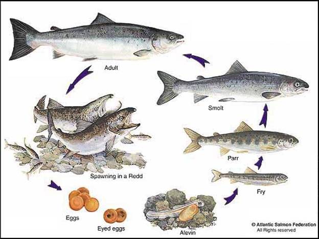 Atlantic Salmon Size Chart